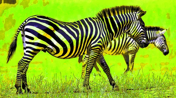 Zebras Sign Illustration Pop Art Background Icon Color Spots — Stock Photo, Image