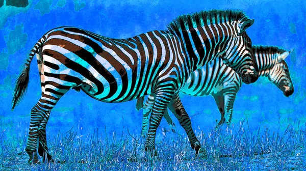 Cebras Signo Ilustración Pop Art Icono Fondo Con Manchas Color — Foto de Stock