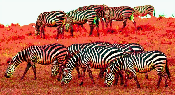 Zebras Unterzeichnen Illustration Pop Art Hintergrund Symbol Mit Farbflecken — Stockfoto