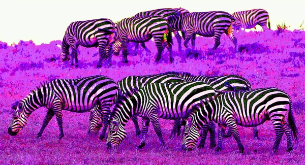 Zebras Unterzeichnen Illustration Pop Art Hintergrund Symbol Mit Farbflecken — Stockfoto