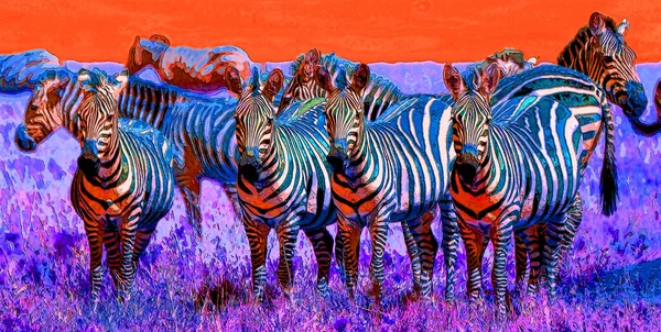 Zebras Unterzeichnen Illustration Pop Art Hintergrund Symbol Mit Farbflecken — Stockfoto