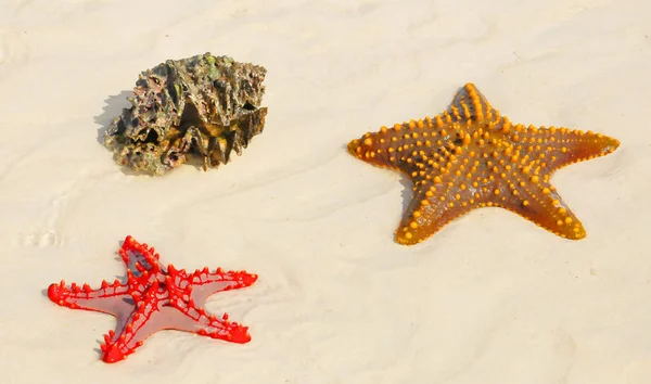 Zanzibar, Tanzania starfish or sea stars are echinoderms belonging to the class Asteroidea. The names \