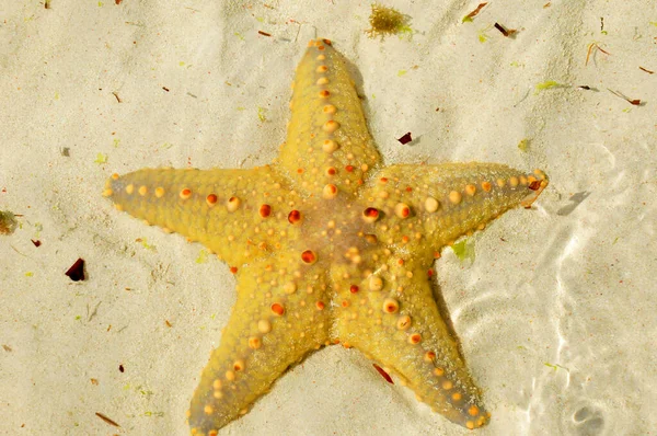 Zanzibar, Tanzania starfish or sea stars are echinoderms belonging to the class Asteroidea. The names \