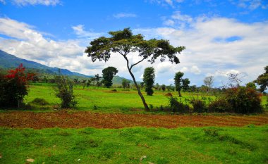 Ağaçları ve dağları olan güzel bir manzara.