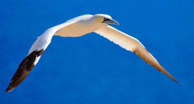 Kuzey sümsük kuşu doğal olarak Bonaventure Adası Quebec, Kanada 'ya. Kuzey sümsük kuşu (