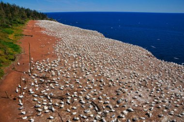 Kuzey Sümsük Kuşları kolonisi Bonaventure Adası Quebec, Kanada 'da güneşleniyor. Kuzey sümsük kuşu (