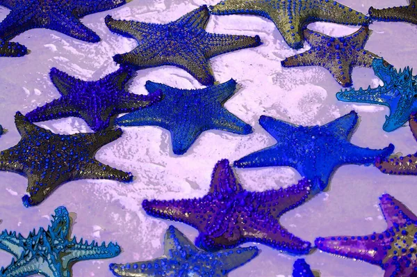 Zanzibar Tanzania Starfish Sea Stars Echinoderms Belonging Class Asteroidea Names —  Fotos de Stock