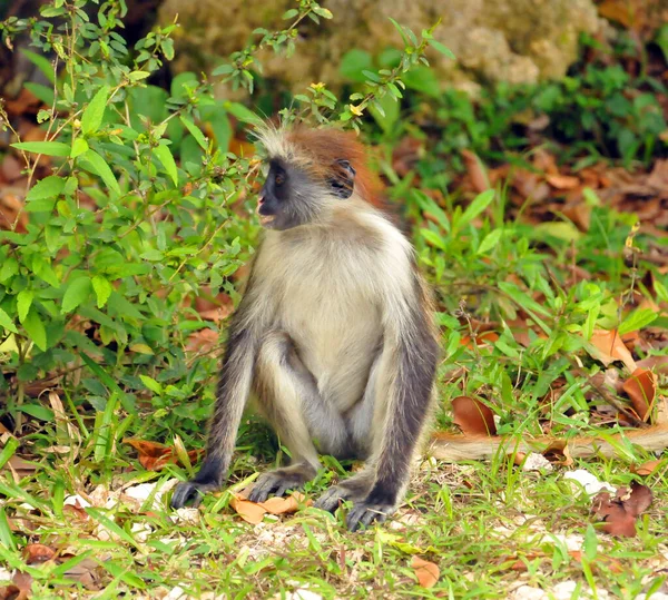 Niedliche Kleine Makakenaffen Wald — Stockfoto