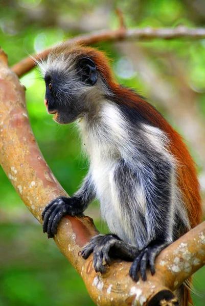 Close Seup Shot Cute Monkey — стоковое фото