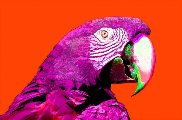 Scarlet Macaw Ara Macao Sign Illustration Pop Art Background Icon — Stock Photo, Image