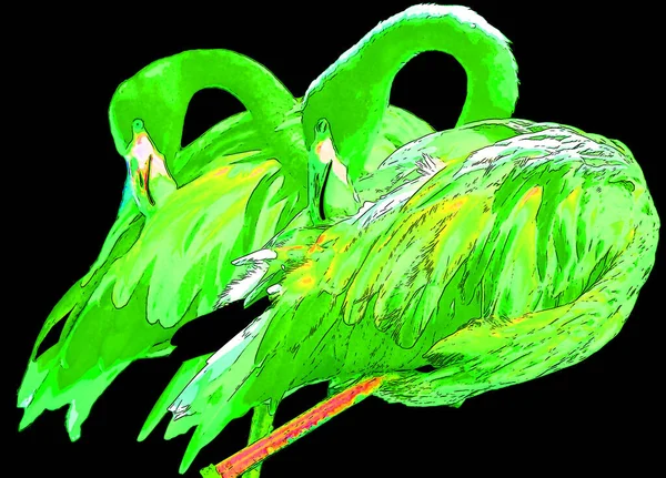 Scarlet Macaw Ara Macao Tecken Illustration Pop Art Bakgrund Ikon — Stockfoto