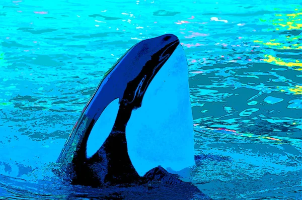 Killer Whale Orca Orcinus Orca Toothed Whale Belonging Oceanic Dolphin — Foto de Stock