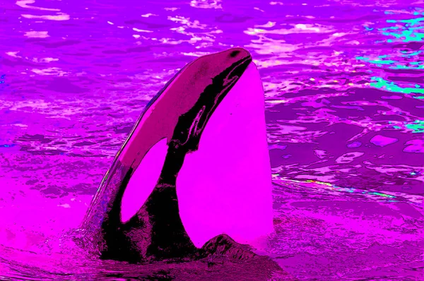 Killer whale or orca (Orcinus orca) is a toothed whale belonging to the oceanic dolphin family, of which it is the largest member sign illustration pop-art background icon with color spots