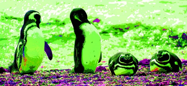 Magellan Penguins Group Aquatic Flightless Birds Living Almost Exclusively Southern — Zdjęcie stockowe