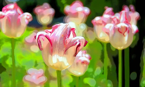 Belles Tulipes Dans Jardin — Photo