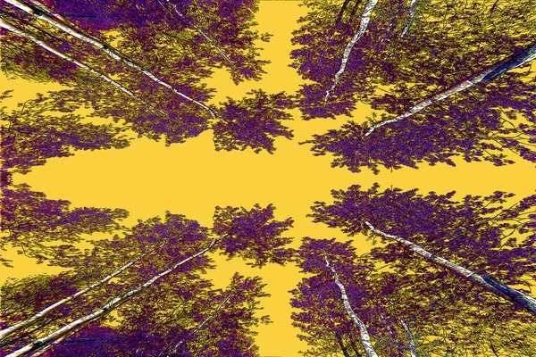 Δέντρο Από Κάτω Την Άνοιξη Στον Καναδά Του Κεμπέκ — Φωτογραφία Αρχείου