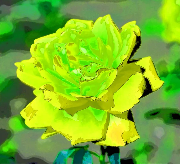 Uma Rosa Uma Planta Com Flores Perenes Lenhosas Género Rosa — Fotografia de Stock