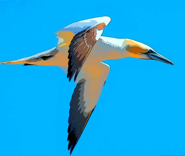 Northern Gannet Natural Bonaventure Island Quebec Canada Northern Gannet Morus — Stock Photo, Image