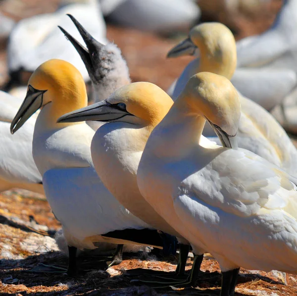 Kolonie Von Basstölpeln Beim Sonnenbaden Auf Bonaventure Island Quebec Kanada — Stockfoto