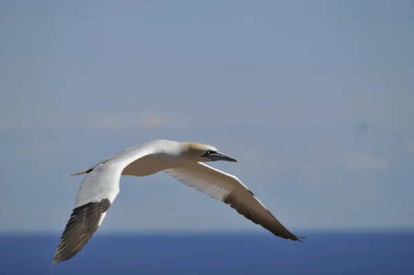 Kuzey Sümsük Kuşu Doğal Olarak Bonaventure Adası Quebec Kanada Kuzey — Stok fotoğraf