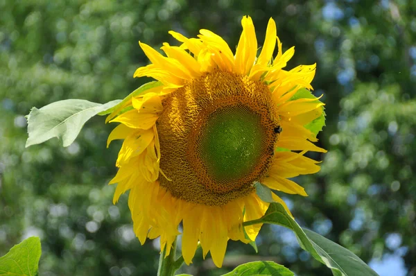 Close View Sunflower — Stock Photo, Image