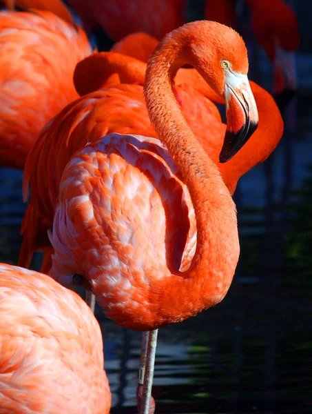 Pembe Flamingo Göl — Stok fotoğraf