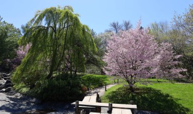 beautiful landscape. spring trees in bloom 