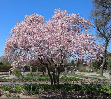 beautiful landscape. spring trees in bloom 
