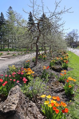 beautiful landscape. spring trees and flowers