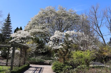 beautiful landscape. spring trees 