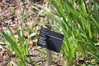 plum tree name plate at garden