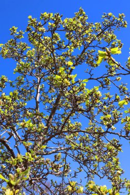 beautiful landscape. spring trees 