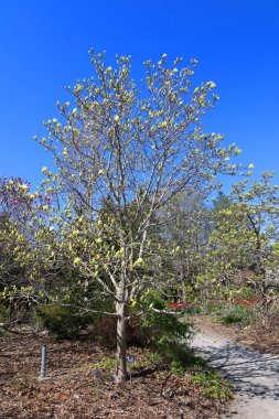 beautiful landscape. spring trees 