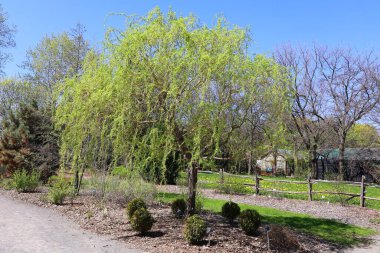 beautiful landscape. spring trees 