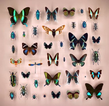 Camın altında çeşitli ölü kelebekler ve böcekler var.