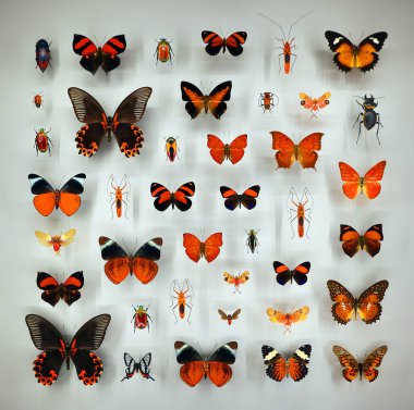 Camın altında çeşitli ölü kelebekler ve böcekler var.