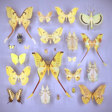 Camın altında çeşitli ölü kelebekler ve böcekler var.