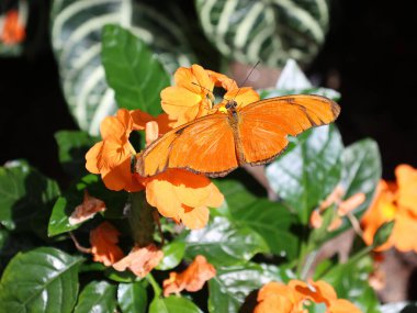 butterflies in tropical jungle