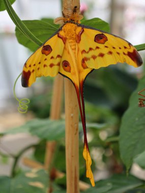 Güzel kelebeğin yakın görüntüsü 