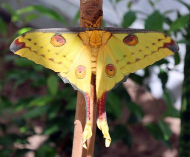 butterfly in tropical jungle