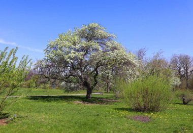 spring landscape. spring trees 