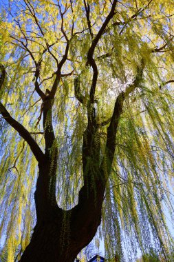 beautiful landscape. spring trees 