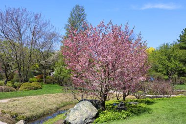 beautiful landscape. spring trees in bloom 