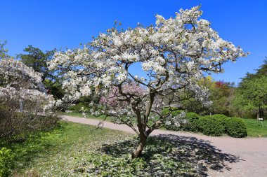 beautiful landscape. spring trees in bloom 