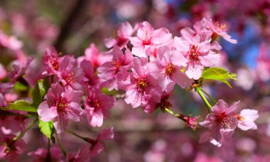 İlkbaharda kiraz ağacının güzel pembe çiçekleri