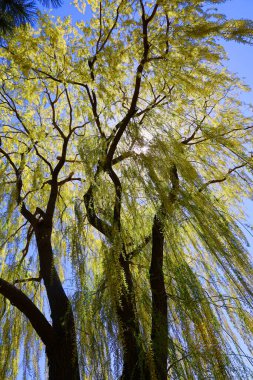 Ormandaki ağaç dalları