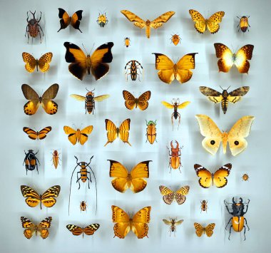 Camın altında çeşitli ölü kelebekler ve böcekler var.