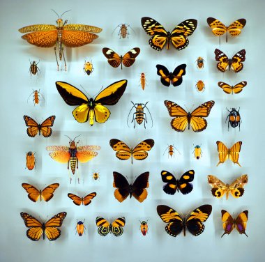 Camın altında çeşitli ölü kelebekler ve böcekler var.