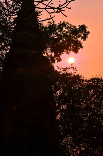Silhouettes Trees Sunset Sky Background — ストック写真