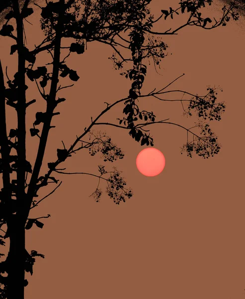 Silhouettes Trees Sunset Sky Background — Stok fotoğraf